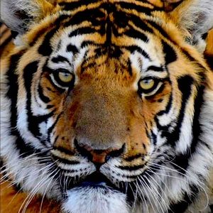 Meet your Posher, Alicia